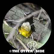 Fan-tailed Warbler