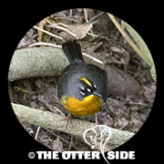 Fan-tailed Warbler