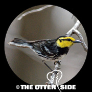 Golden-cheeked Warbler