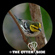 Golden-cheeked Warbler