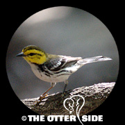 Golden-cheeked Warbler