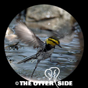 Golden-cheeked Warbler