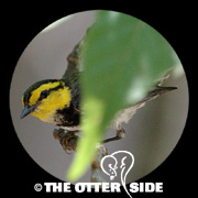 Golden-cheeked Warbler