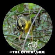 Golden-crowned Warbler
