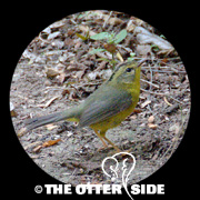 Golden-crowned Warbler