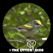 Golden-winged Warbler