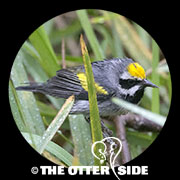 Golden-winged Warbler