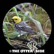 Hermit Warbler