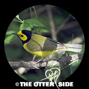 Hooded Warbler