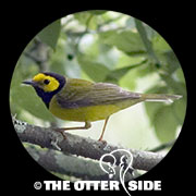 Hooded Warbler