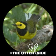 Hooded Warbler