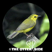 Hooded Warbler