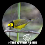 Hooded Warbler