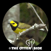 Hooded Warbler