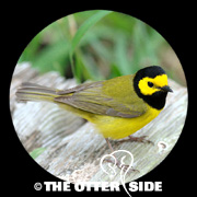 Hooded Warbler