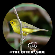 Hooded Warbler