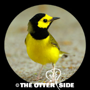 Hooded Warbler