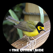 Hooded Warbler