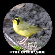 Kentucky Warbler