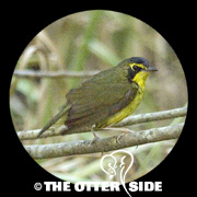 Kentucky Warbler