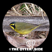 Kentucky Warbler