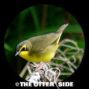Kentucky Warbler