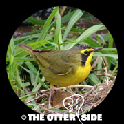 Kentucky Warbler