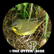 Kentucky Warbler