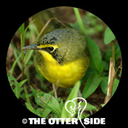Kentucky Warbler
