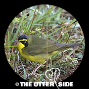 Kentucky Warbler