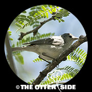Lucy's Warbler