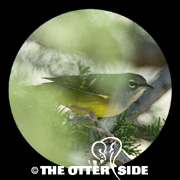 MacGillivray's Warbler