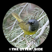 MacGillivray's Warbler