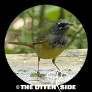 MacGillivray's Warbler