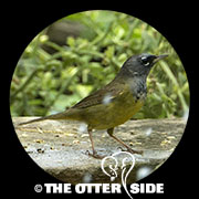 MacGillivray's Warbler