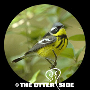 Magnolia Warbler