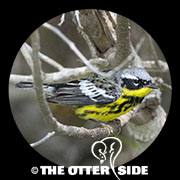 Magnolia Warbler