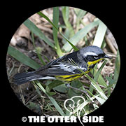 Magnolia Warbler