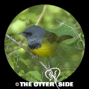 Mourning Warbler