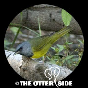Mourning Warbler