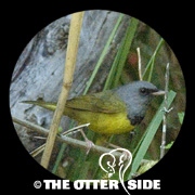 Mourning Warbler
