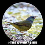 Mourning Warbler
