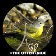 Nashville Warbler