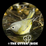 Nashville Warbler