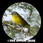 Nashville Warbler