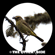 Palm Warbler - Western