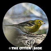 Pine Warbler