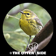 Prairie Warbler