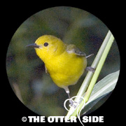 Prothonotary Warbler