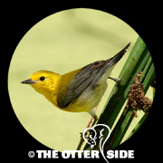 Prothonotary Warbler